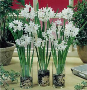 #0108 Paperwhite Narcissus 