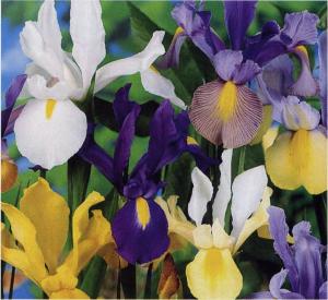 #0043 Mixed Dutch Iris 7 Bulbs