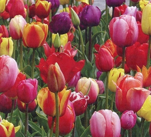 #0012 Mixed Tulips 10 Bulbs