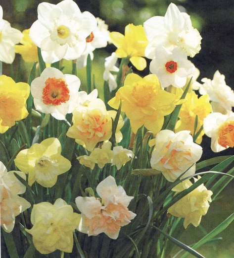 #0107 Mixed Daffodils 8 Bulbs