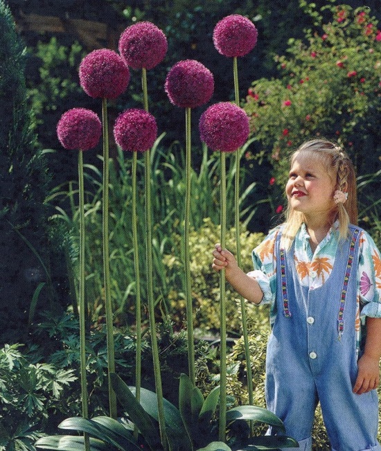#0113 Allium Giant Purple Sensation - 5 Bulbs