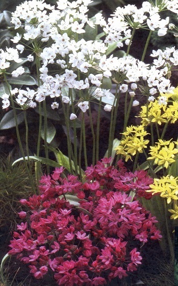 #0114 Mixed Rock Garden Allium - 15 Bulbs
