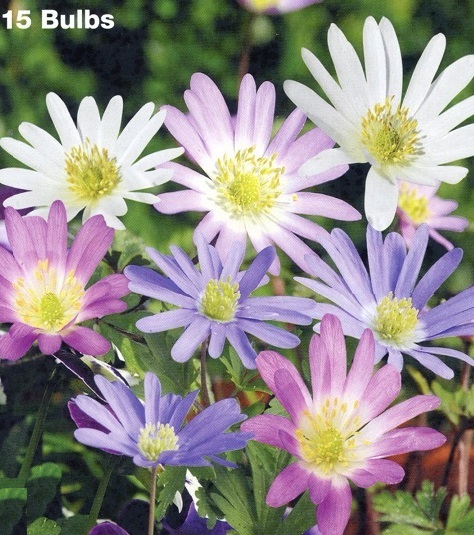 #0117 Mixed Anemone Blanda 15 Bulbs