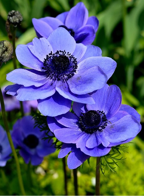 #0103 Anemone Mr. Fokker 15 bulbs